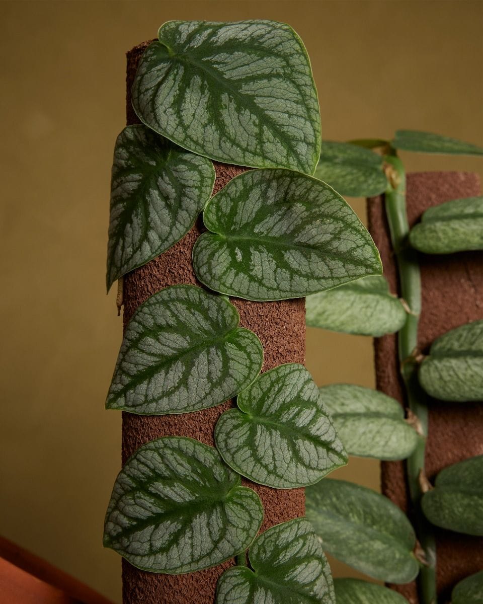 Monstera Dubia