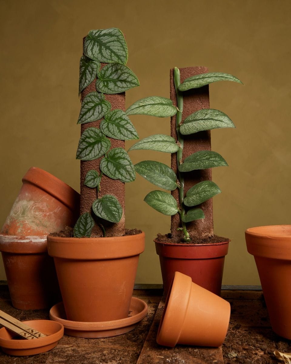 Monstera Dubia