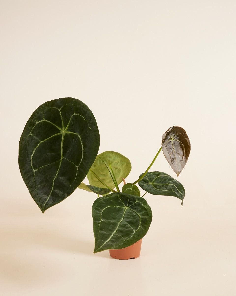 Anthurium Forgetii