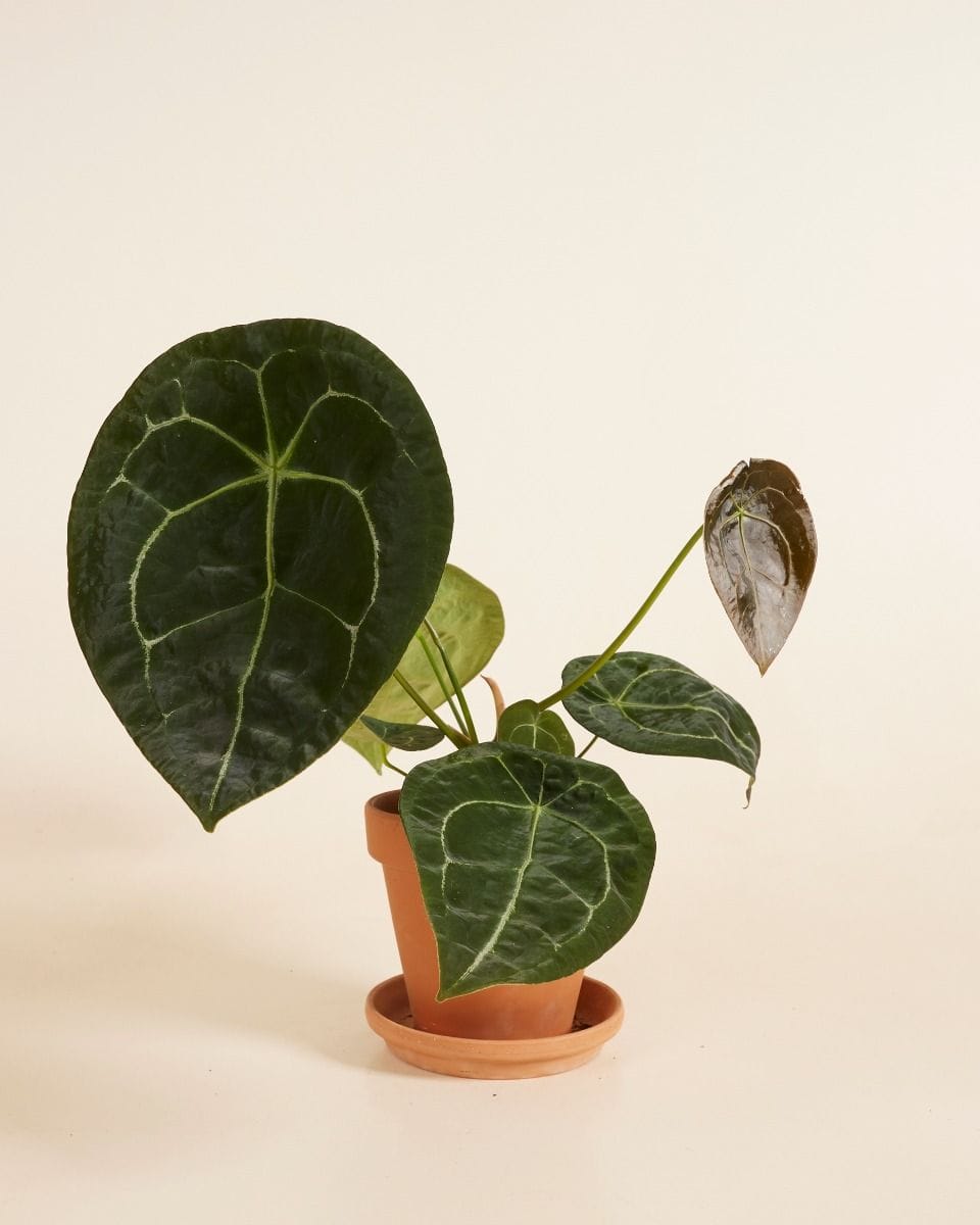 Anthurium Forgetii