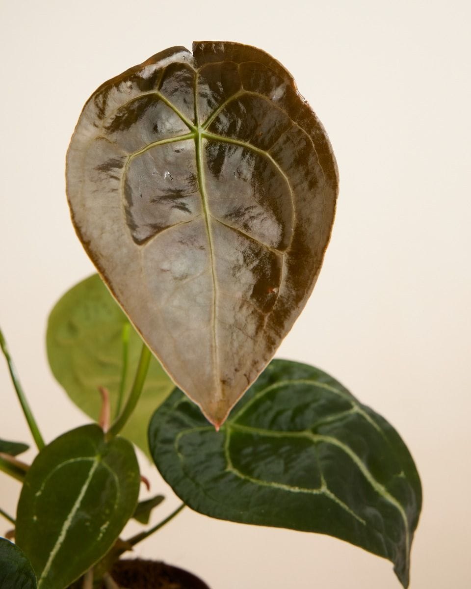 Anthurium Forgetii