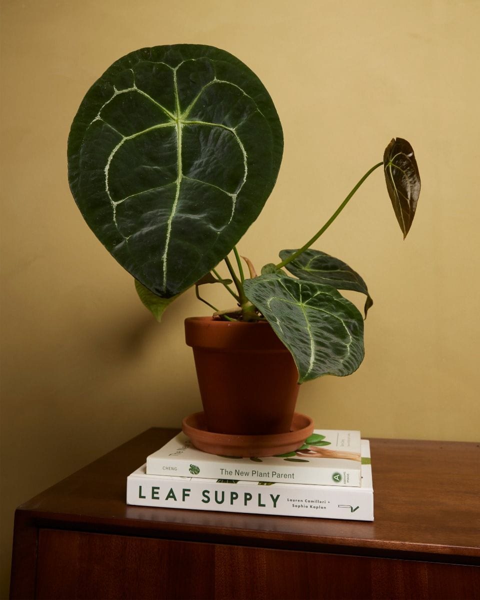 Anthurium Forgetii