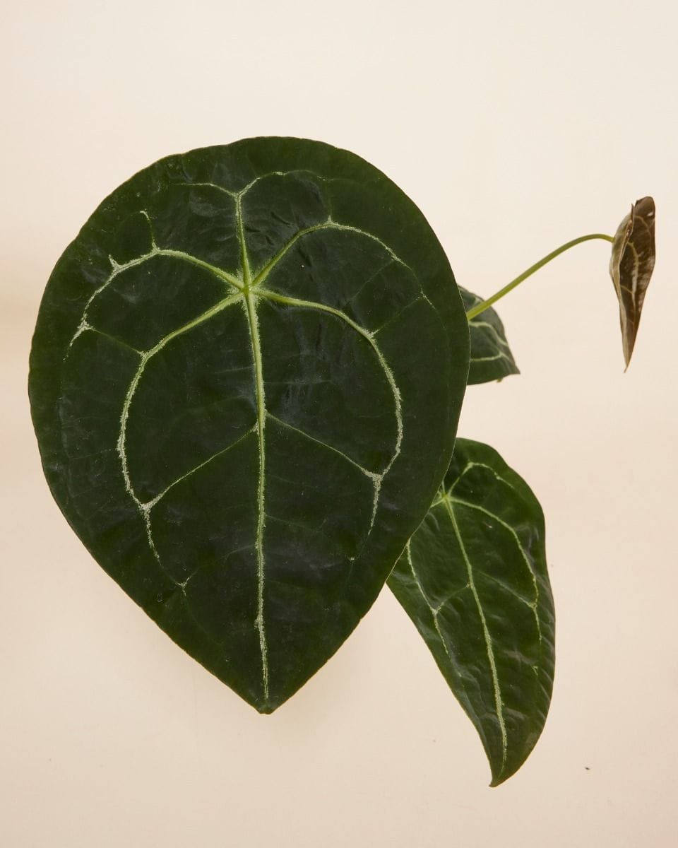 Anthurium Forgetii