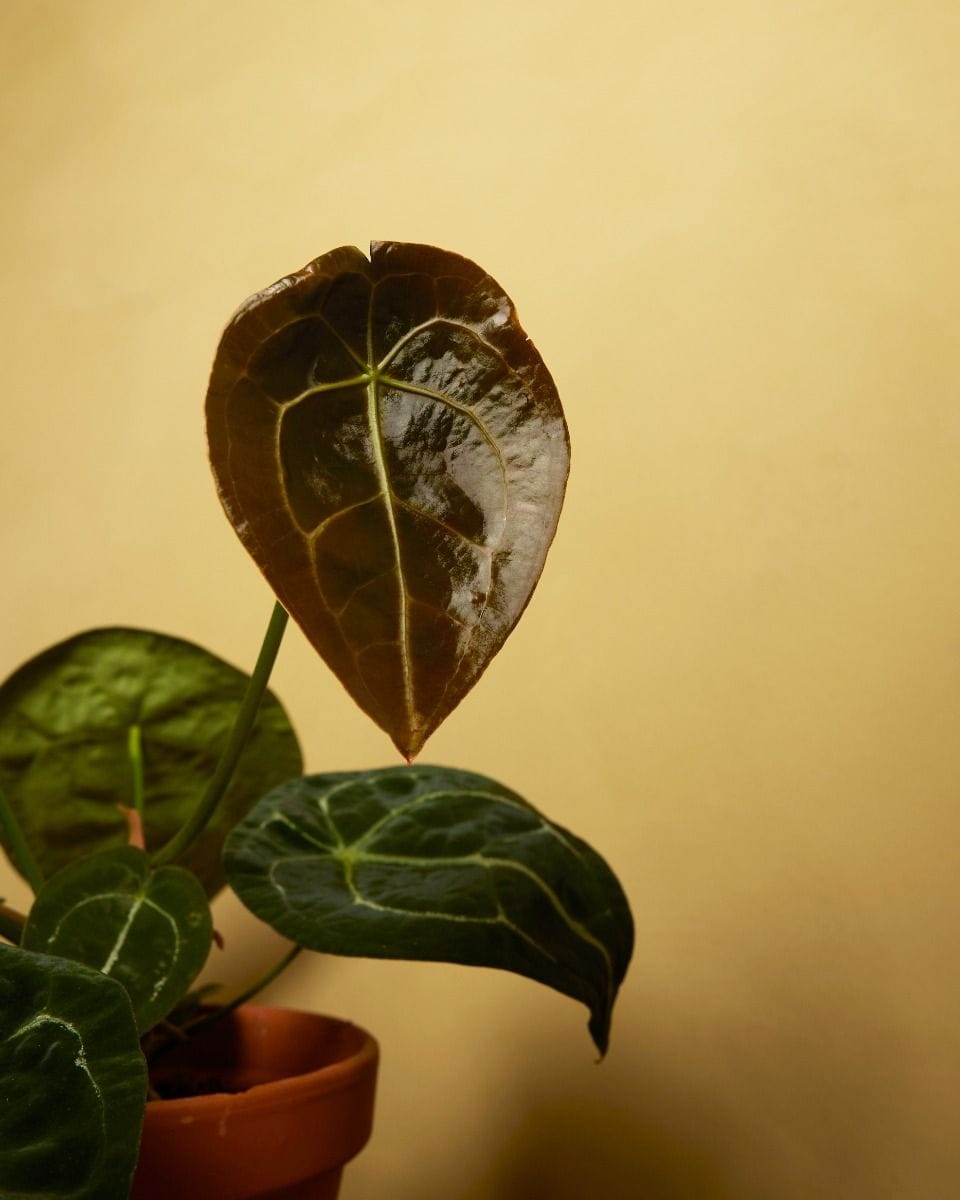 Anthurium Forgetii