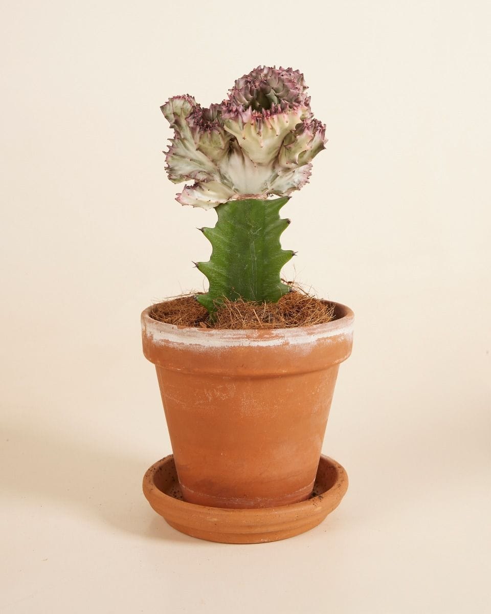 Euphorbia Lactea Cristata