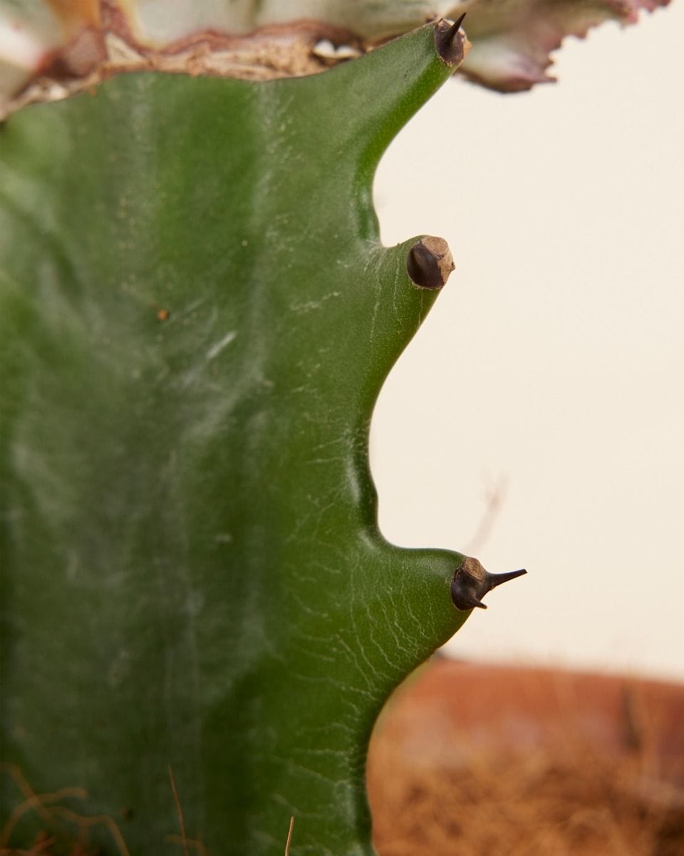 Euphorbia Lactea Cristata