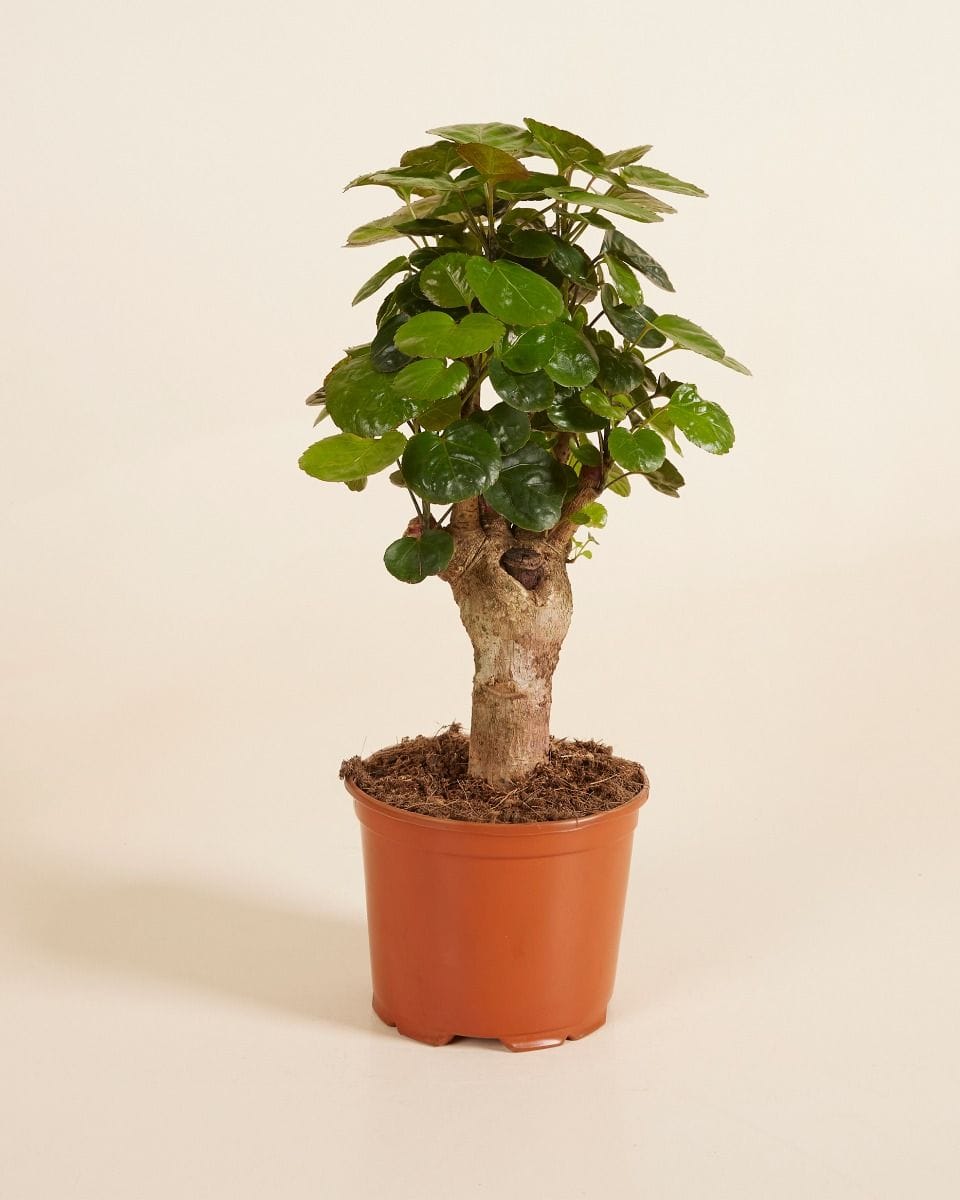 Polyscias Fabian