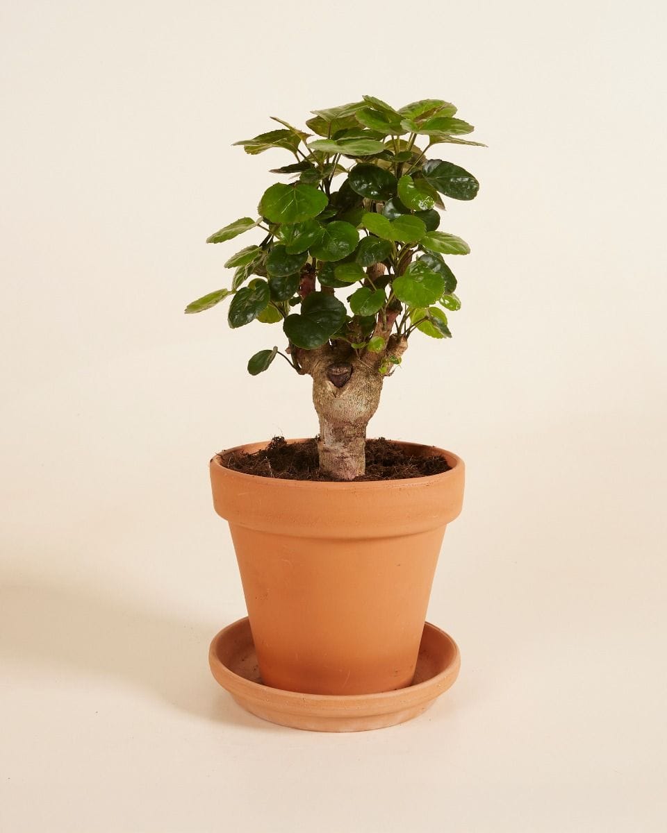 Polyscias Fabian