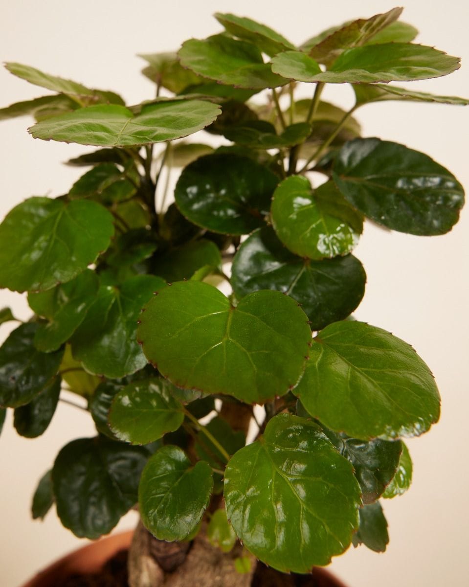 Polyscias Fabian