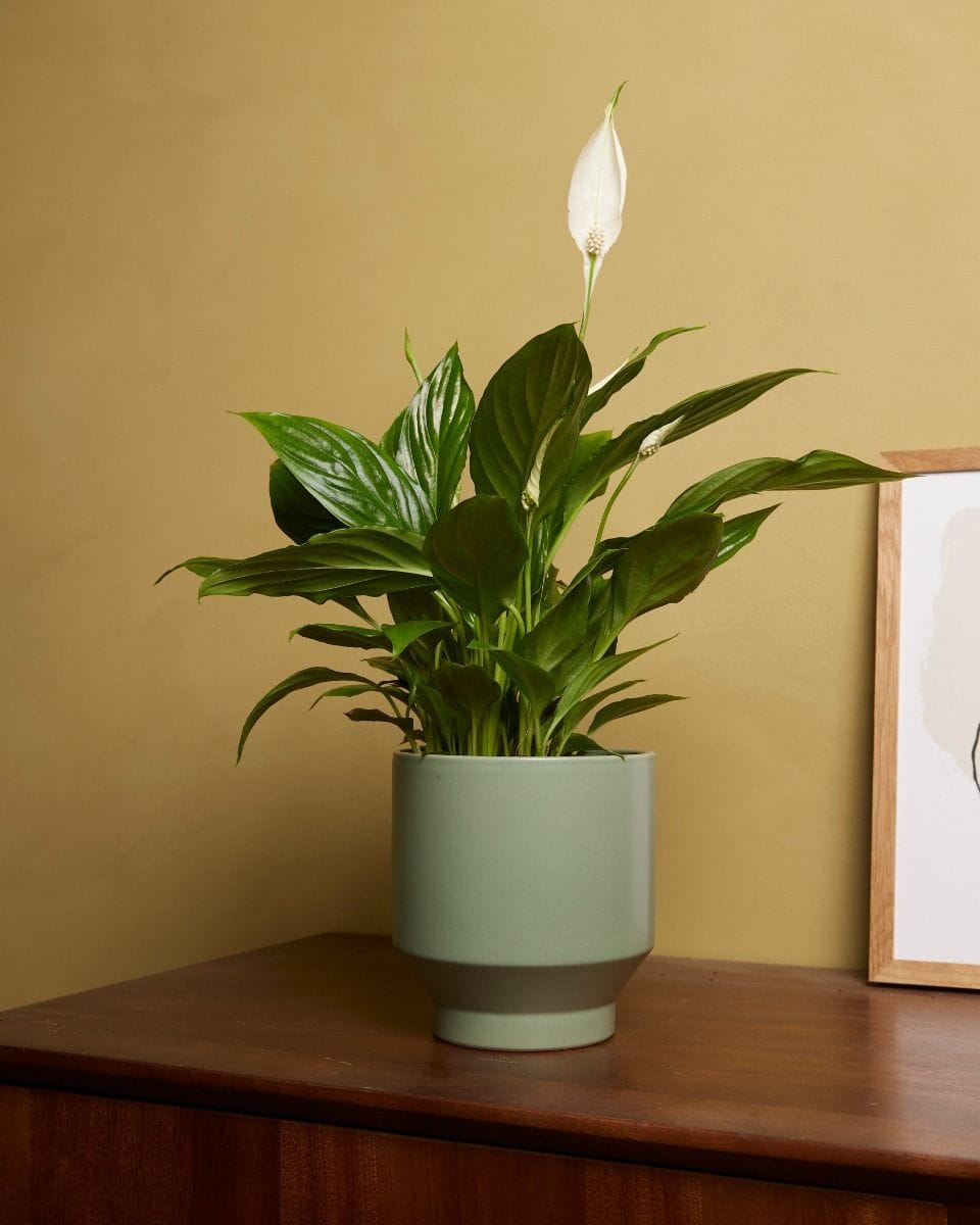 Spathiphyllum Torelli