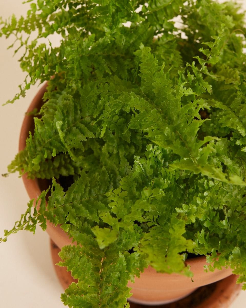 Nephrolepis Vitale