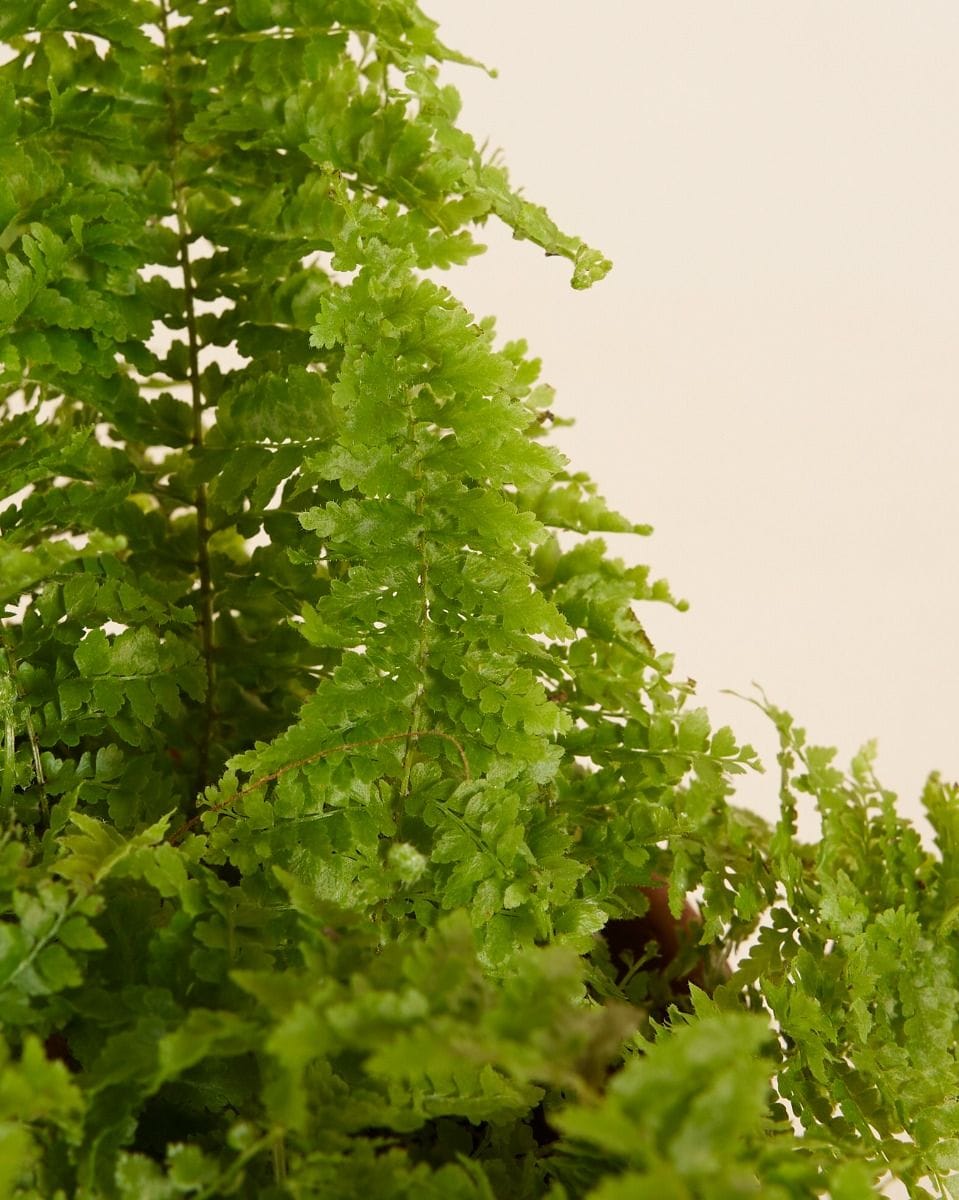 Nephrolepis Vitale