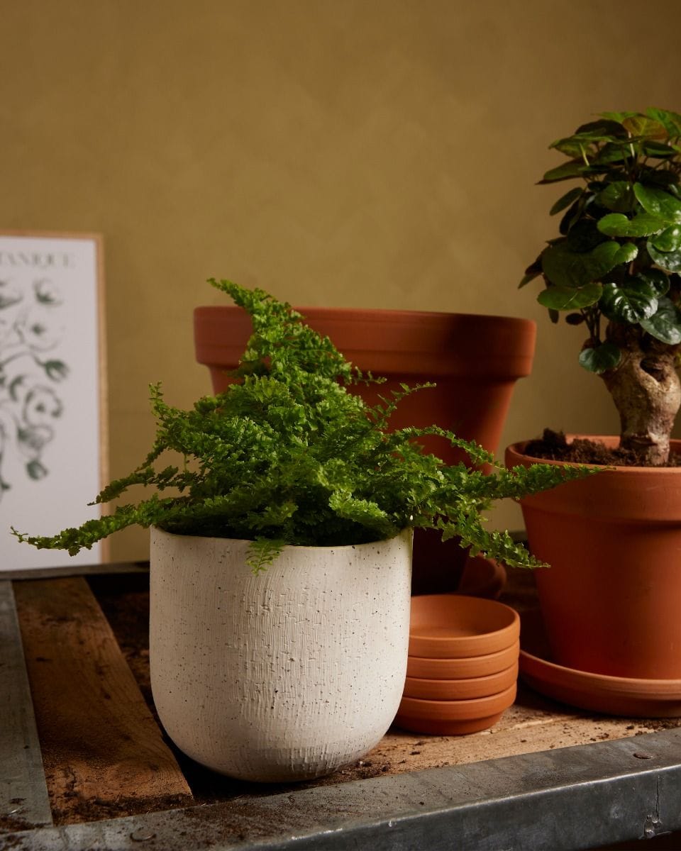 Nephrolepis Vitale