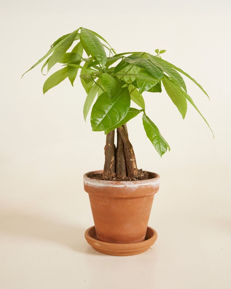 Pachira Money tree Aquatica