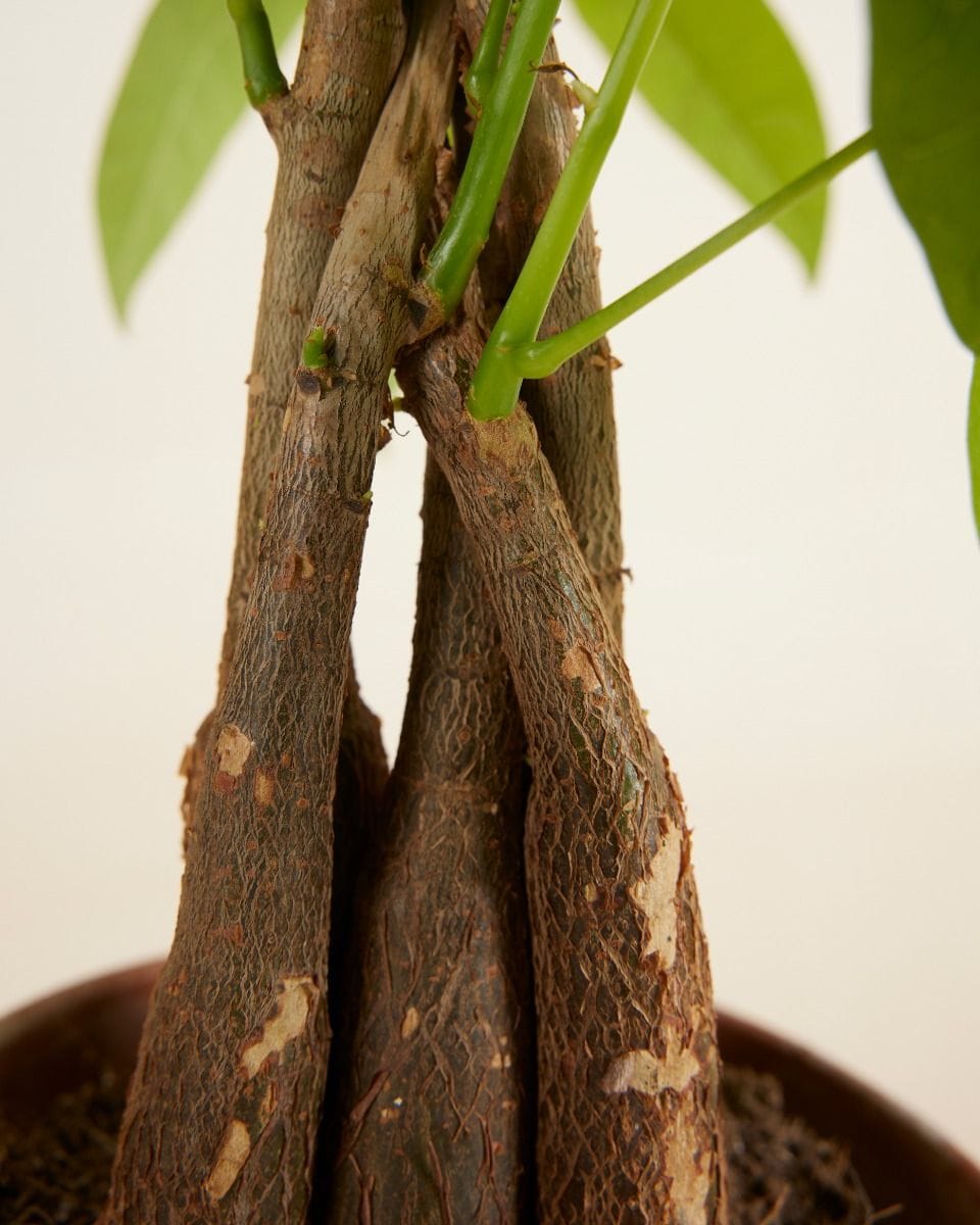 Pachira Money tree Aquatica