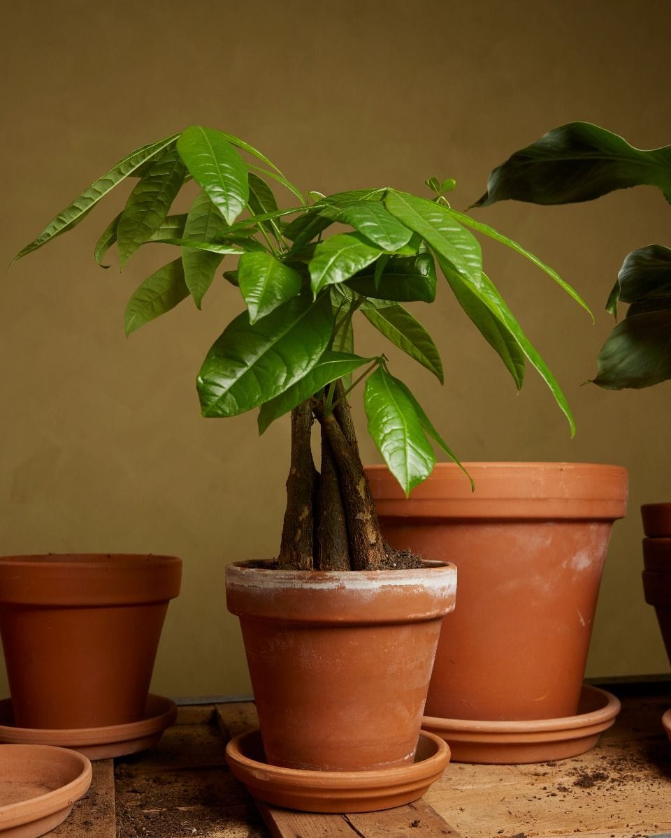 Pachira Money tree Aquatica