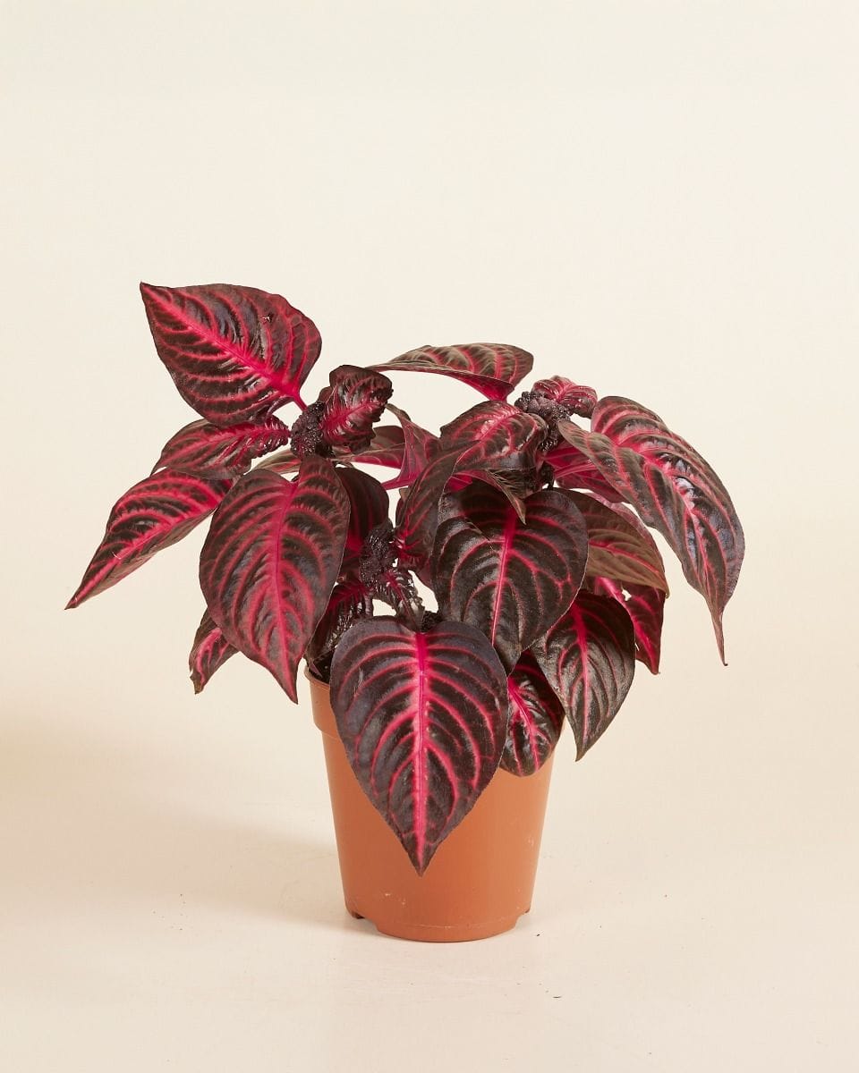 Herbstii Beefsteak plant Bloodleaf
