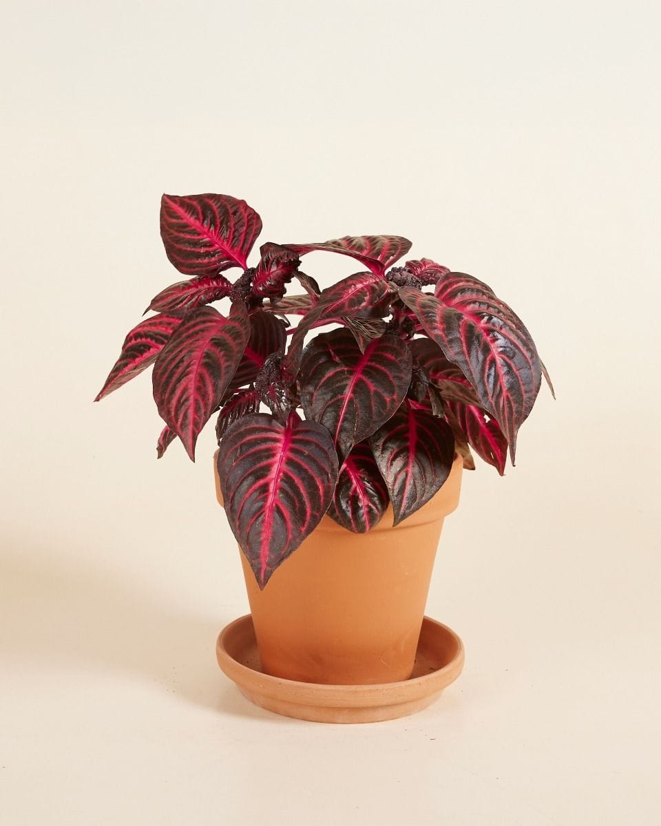 Herbstii Beefsteak plant Bloodleaf