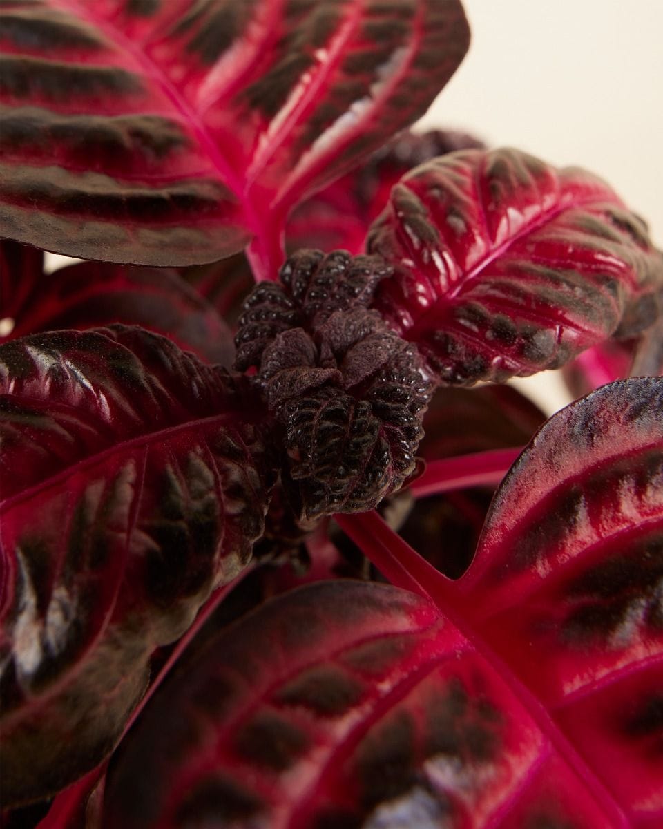 Herbstii Beefsteak plant Bloodleaf