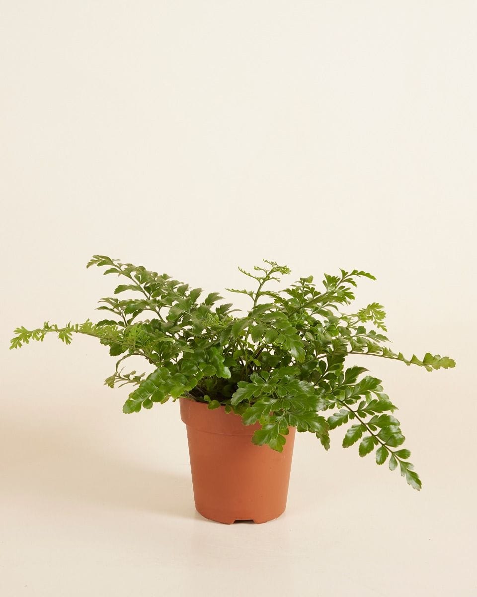 Asplenium Parvati