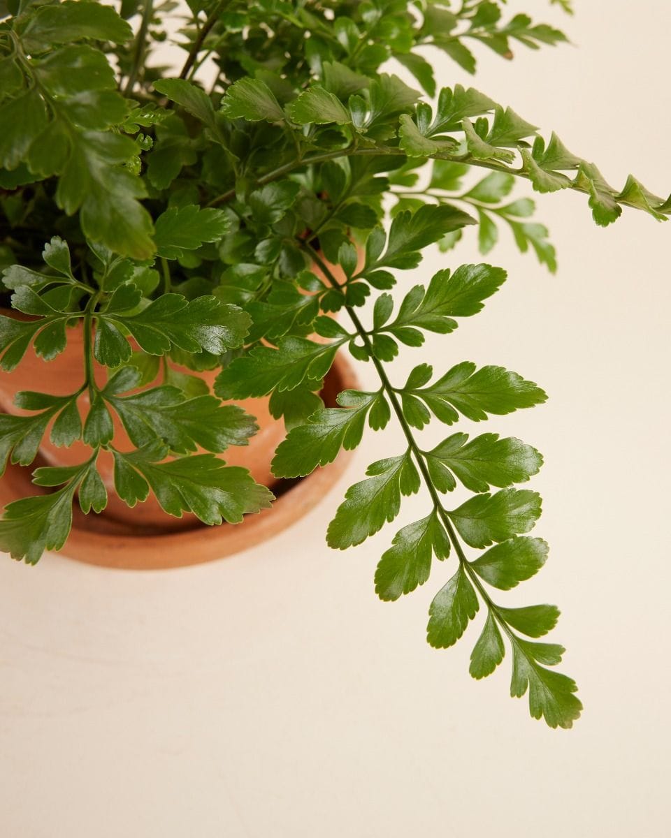 Asplenium Parvati