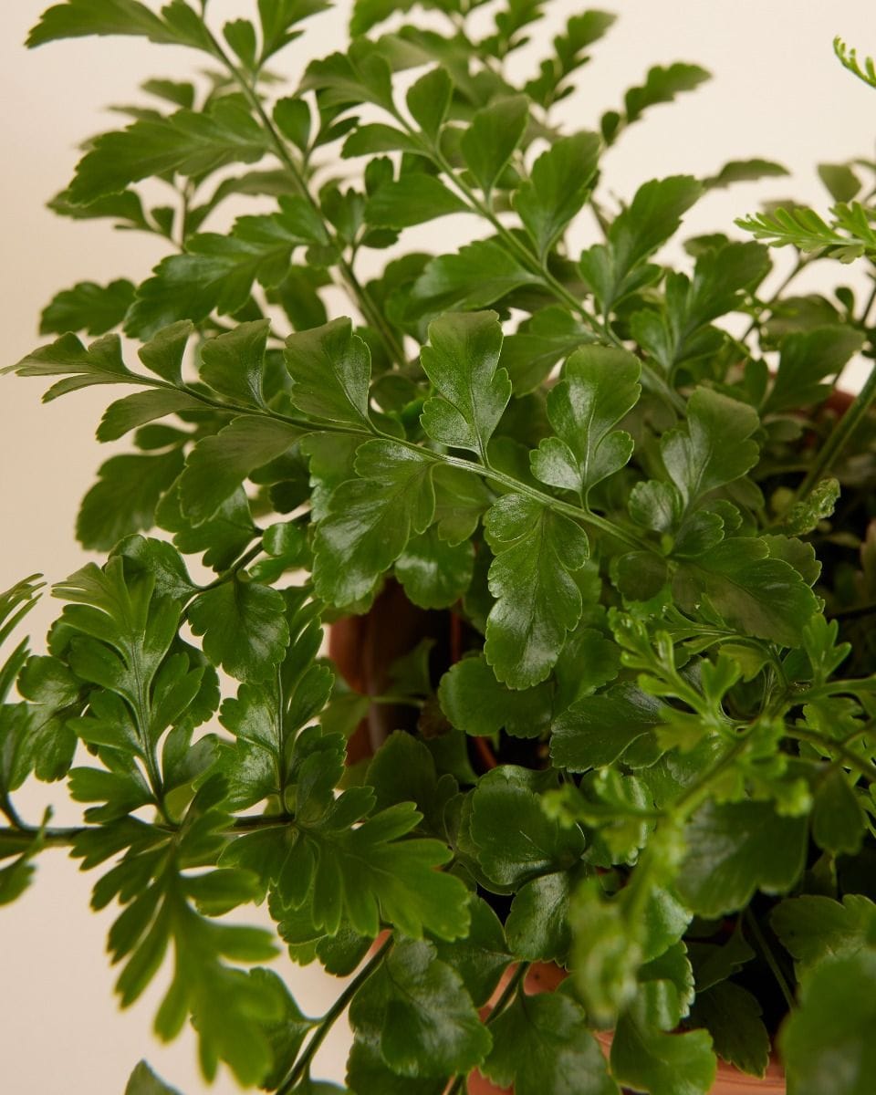 Asplenium Parvati
