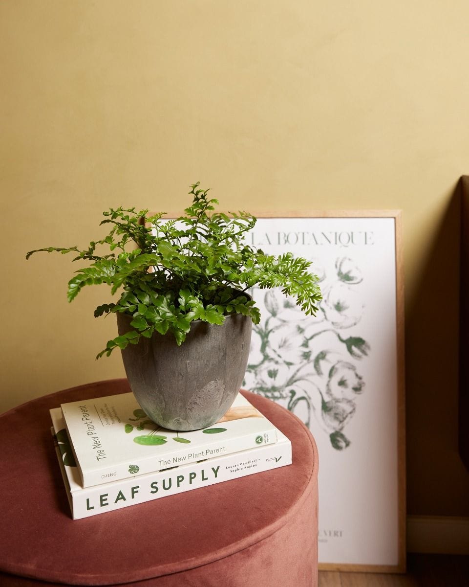 Asplenium Parvati