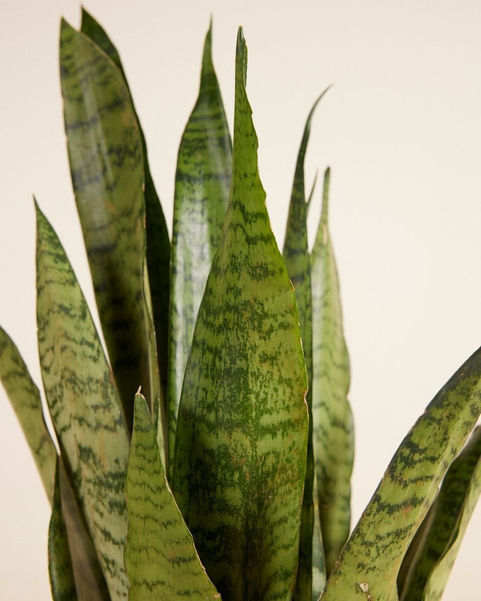 Sansevieria Zeylanica