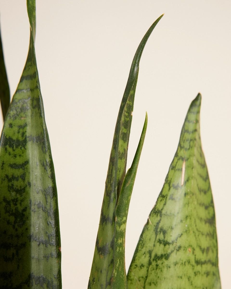 Sansevieria Zeylanica