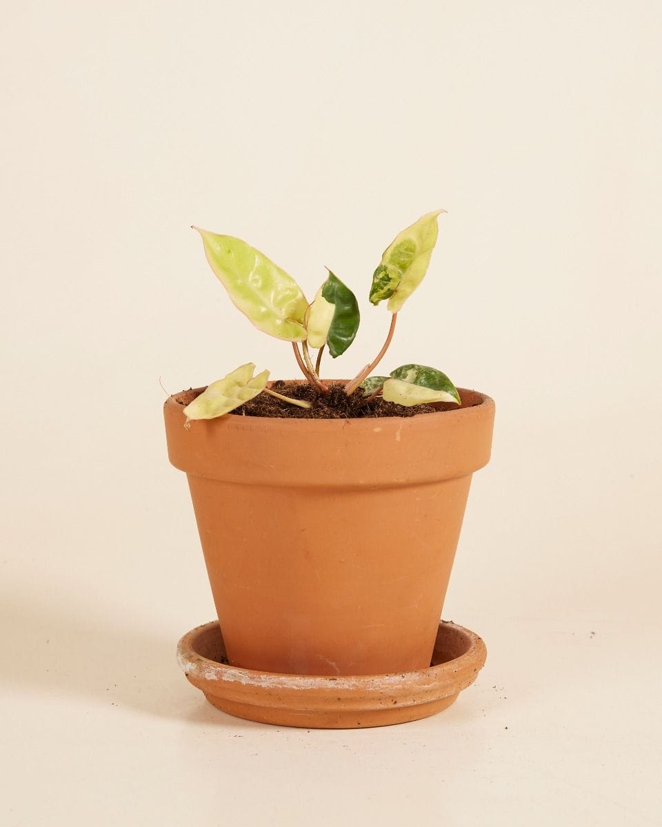 Philodendron Billietiae Variegata