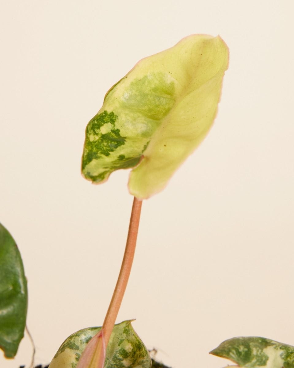 Philodendron Billietiae Variegata
