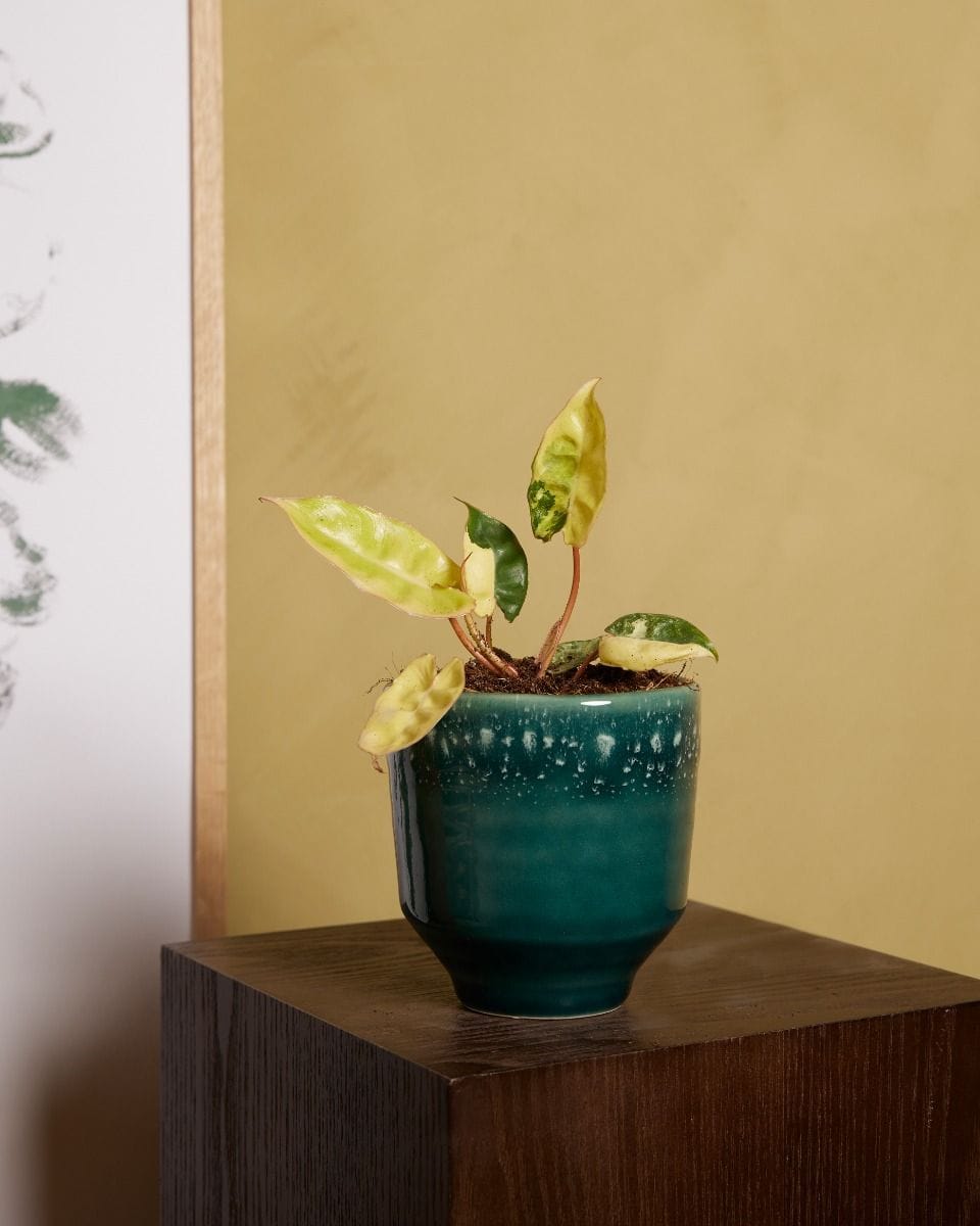 Philodendron Billietiae Variegata