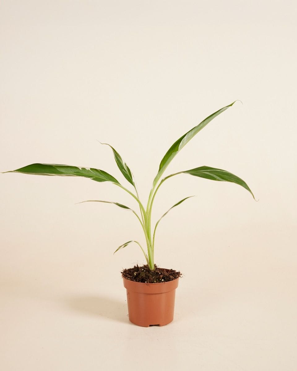Musa Florida Variegata