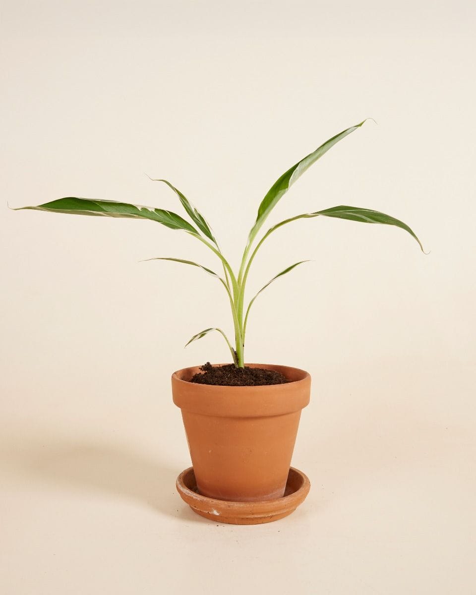Musa Florida Variegata