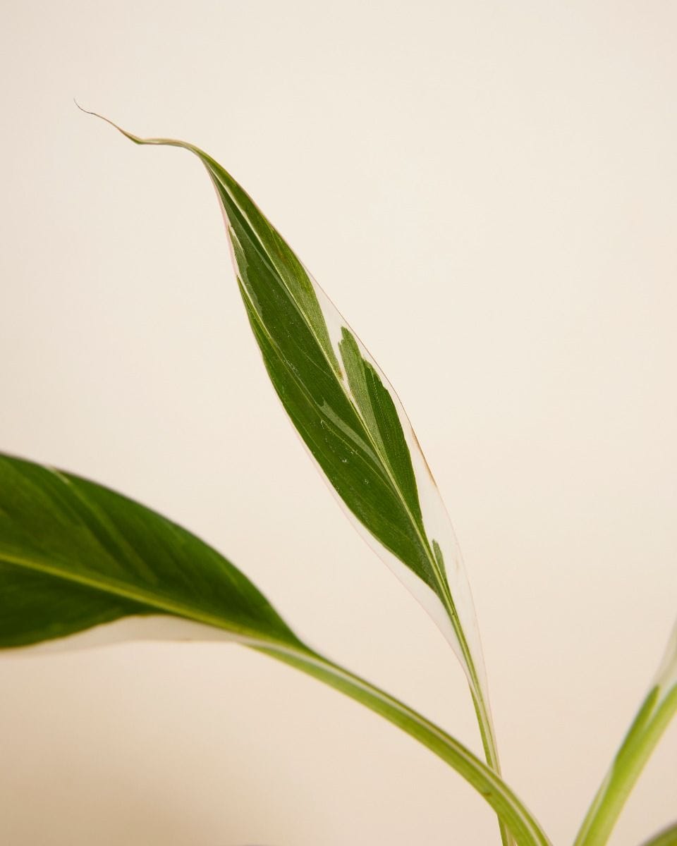 Musa Florida Variegata
