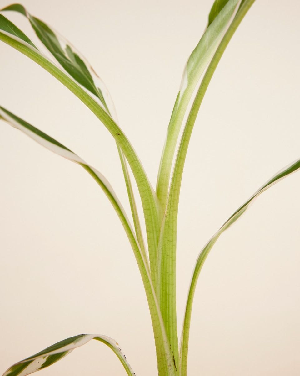 Musa Florida Variegata