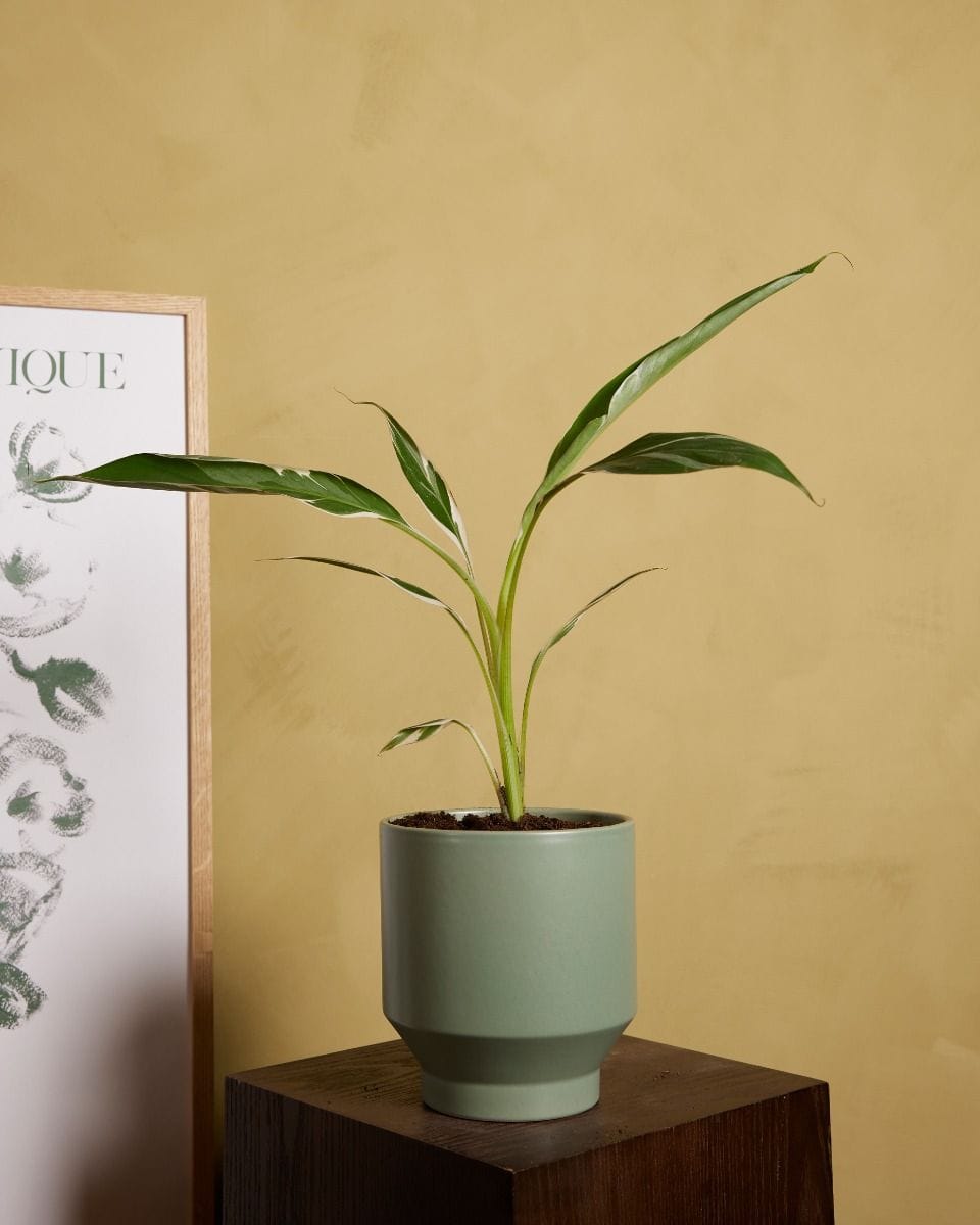 Musa Florida Variegata