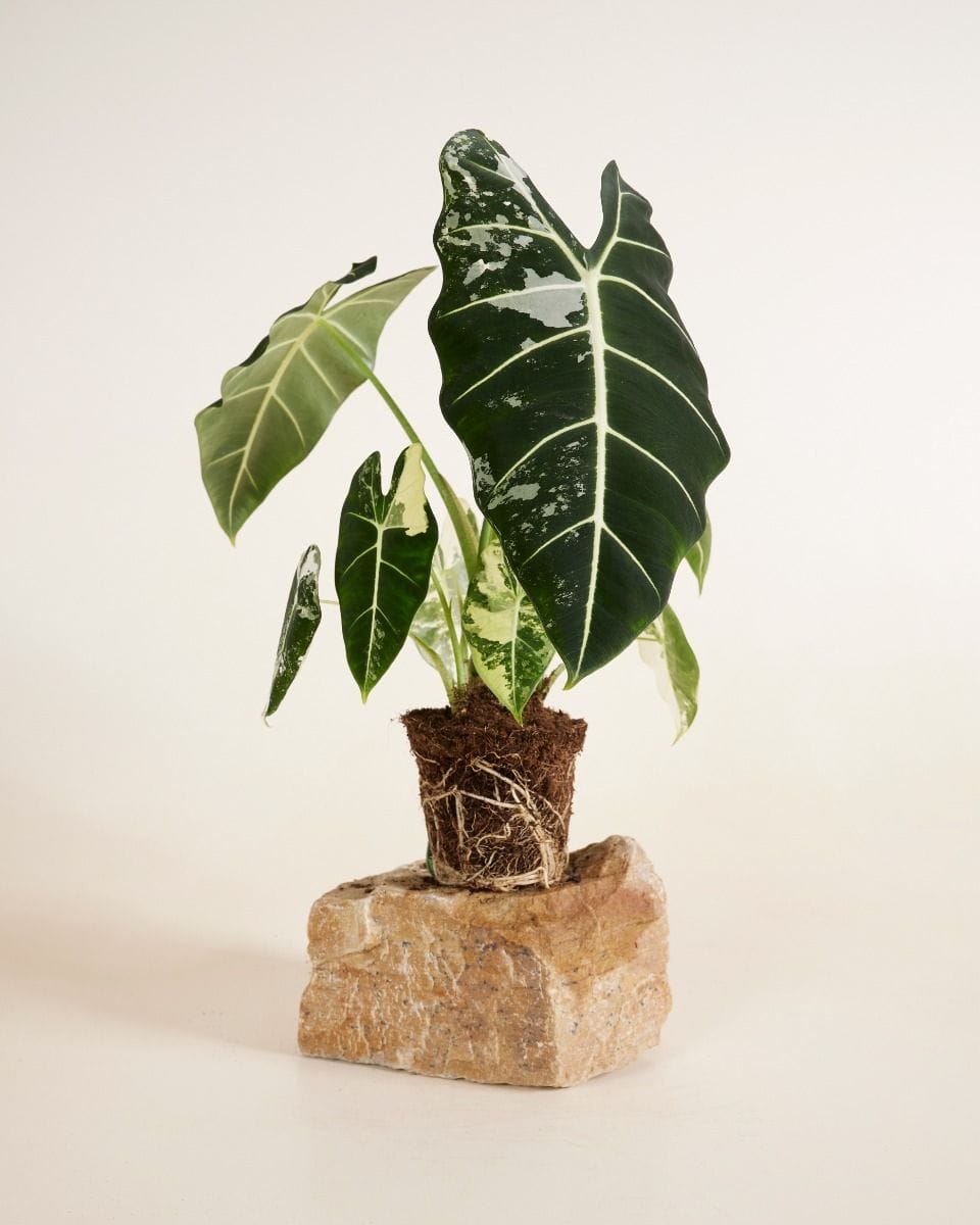Alocasia Elephant Ear Frydek Variegata