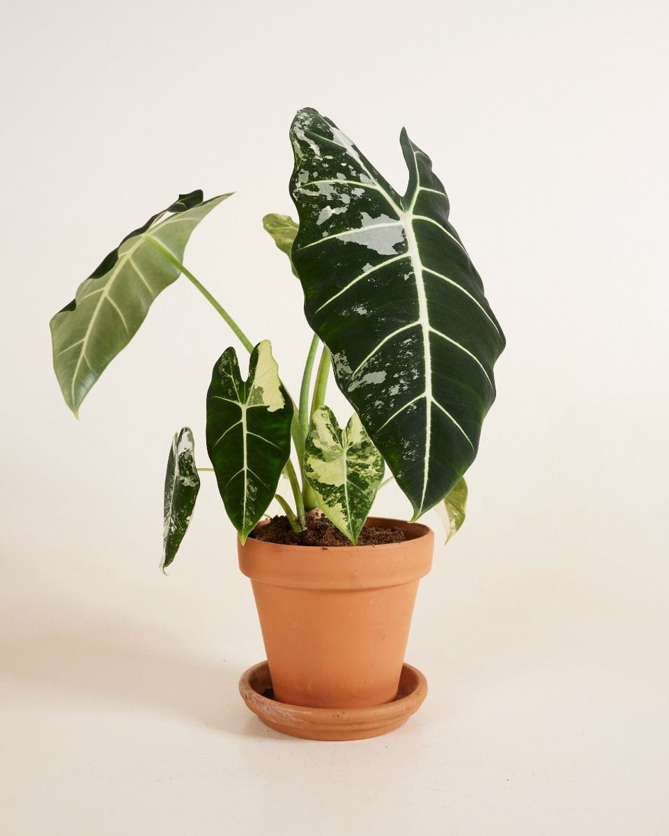 Alocasia Elephant Ear Frydek Variegata