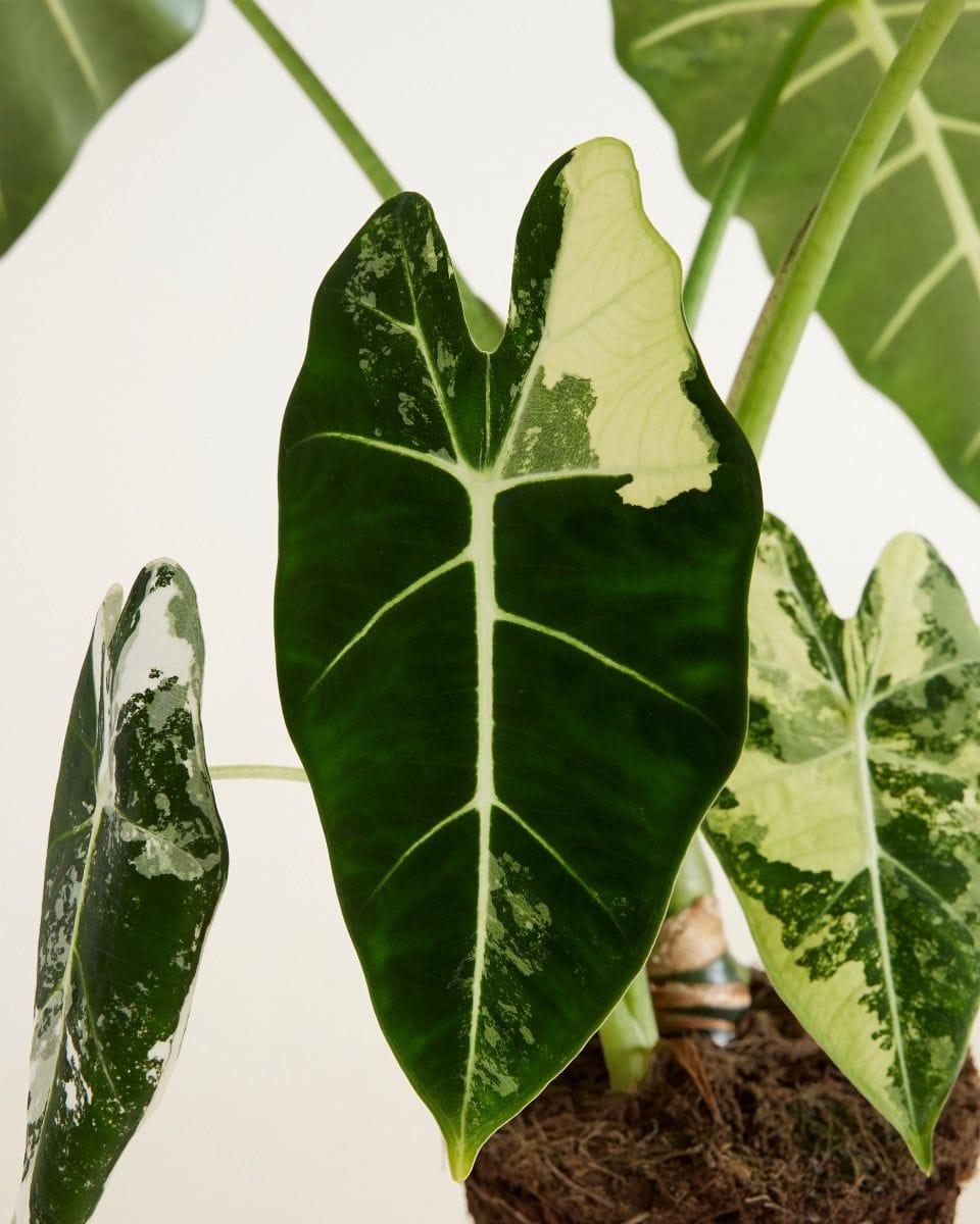 Alocasia Elephant Ear Frydek Variegata
