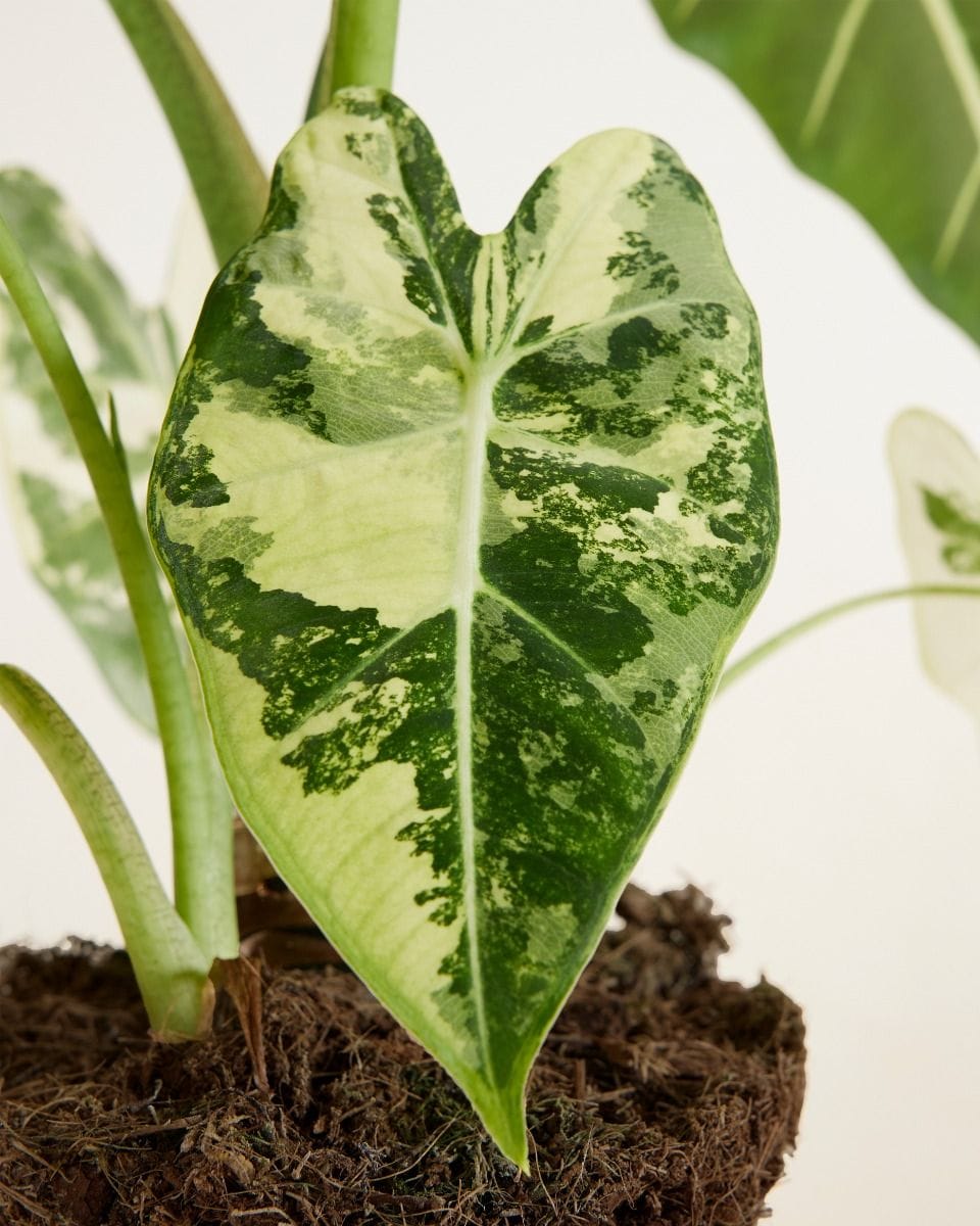 Alocasia Elephant Ear Frydek Variegata