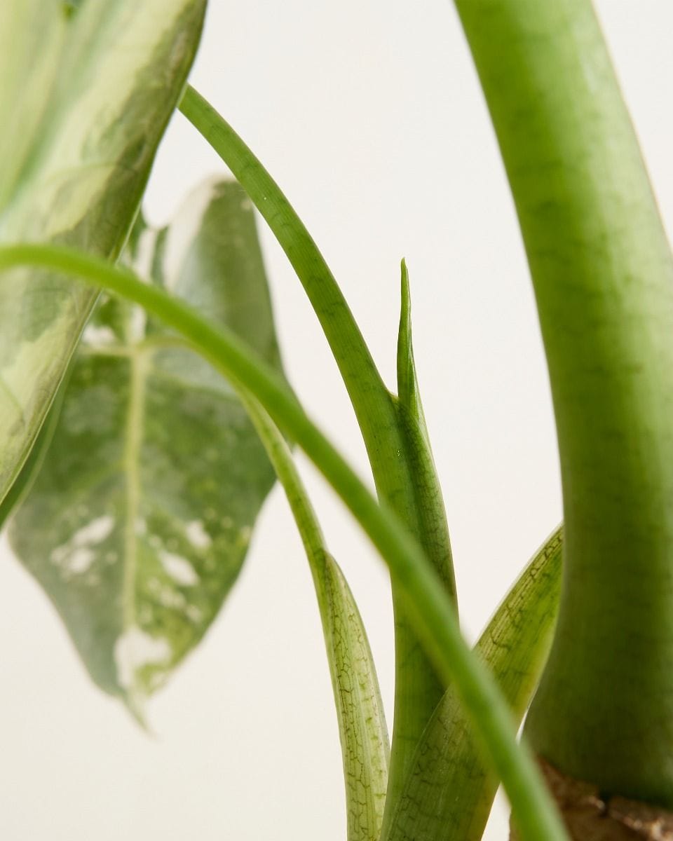 Alocasia Elephant Ear Frydek Variegata