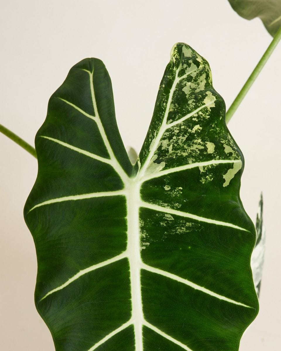 Alocasia Elephant Ear Frydek Variegata