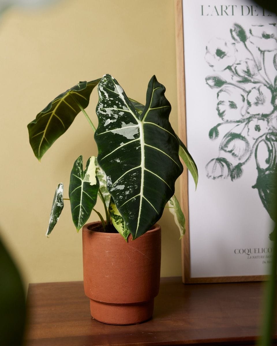 Alocasia Elephant Ear Frydek Variegata