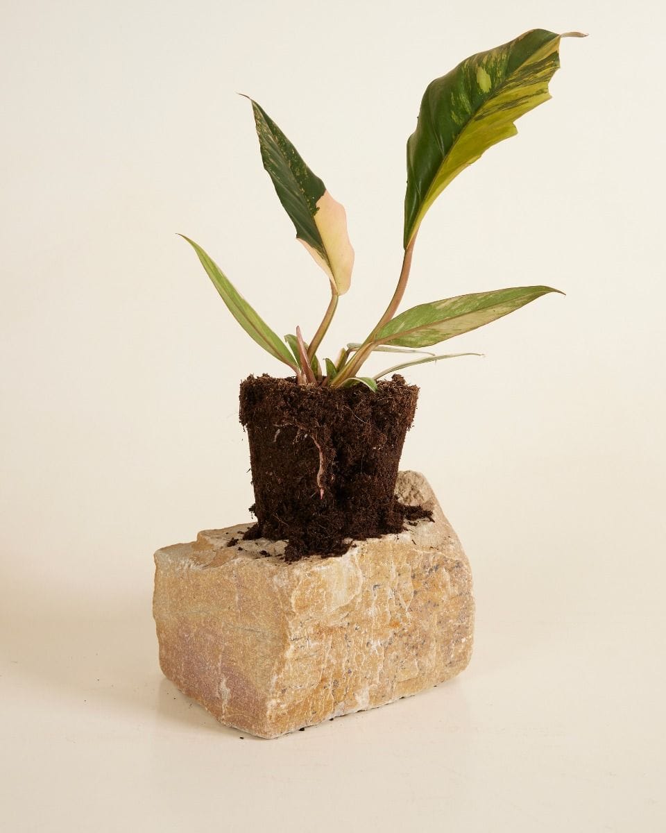 Philodendron Caramel Marble