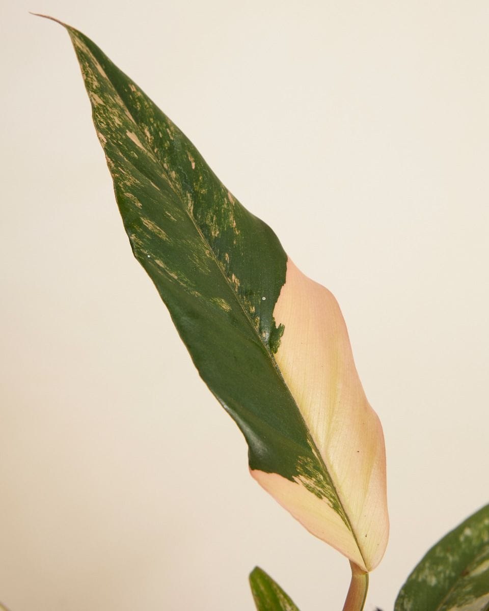 Philodendron Caramel Marble