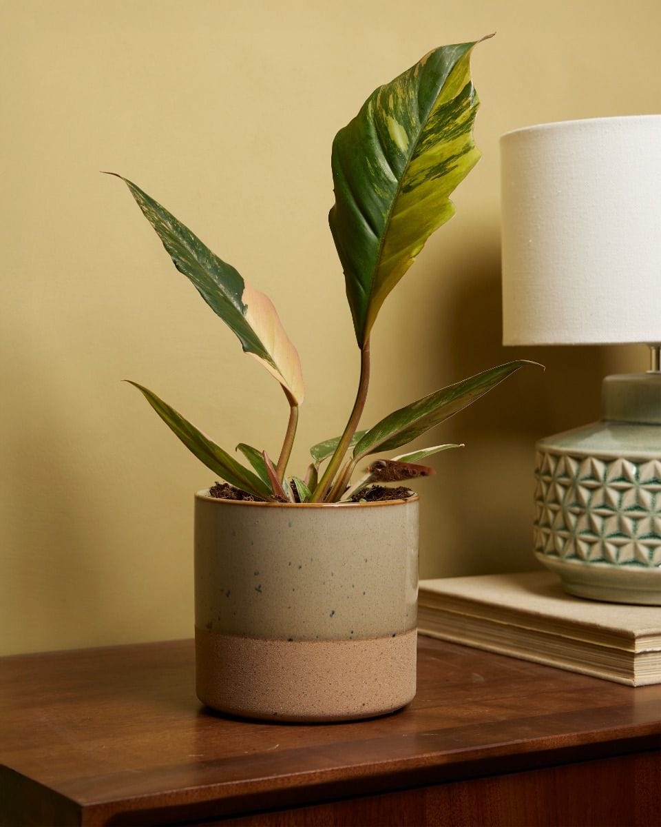 Philodendron Caramel Marble