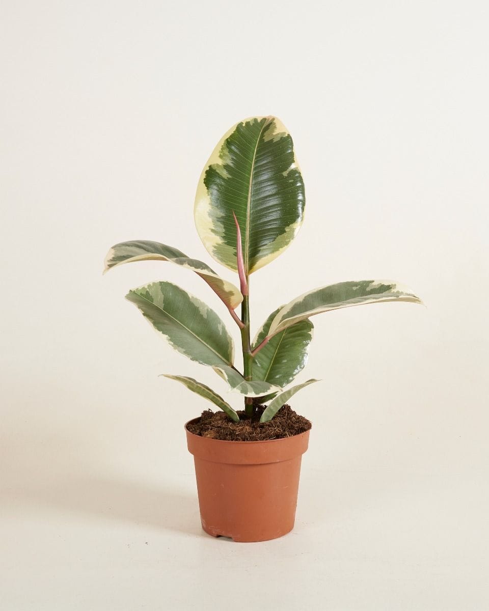 Ficus Rubber tree plant Tineke