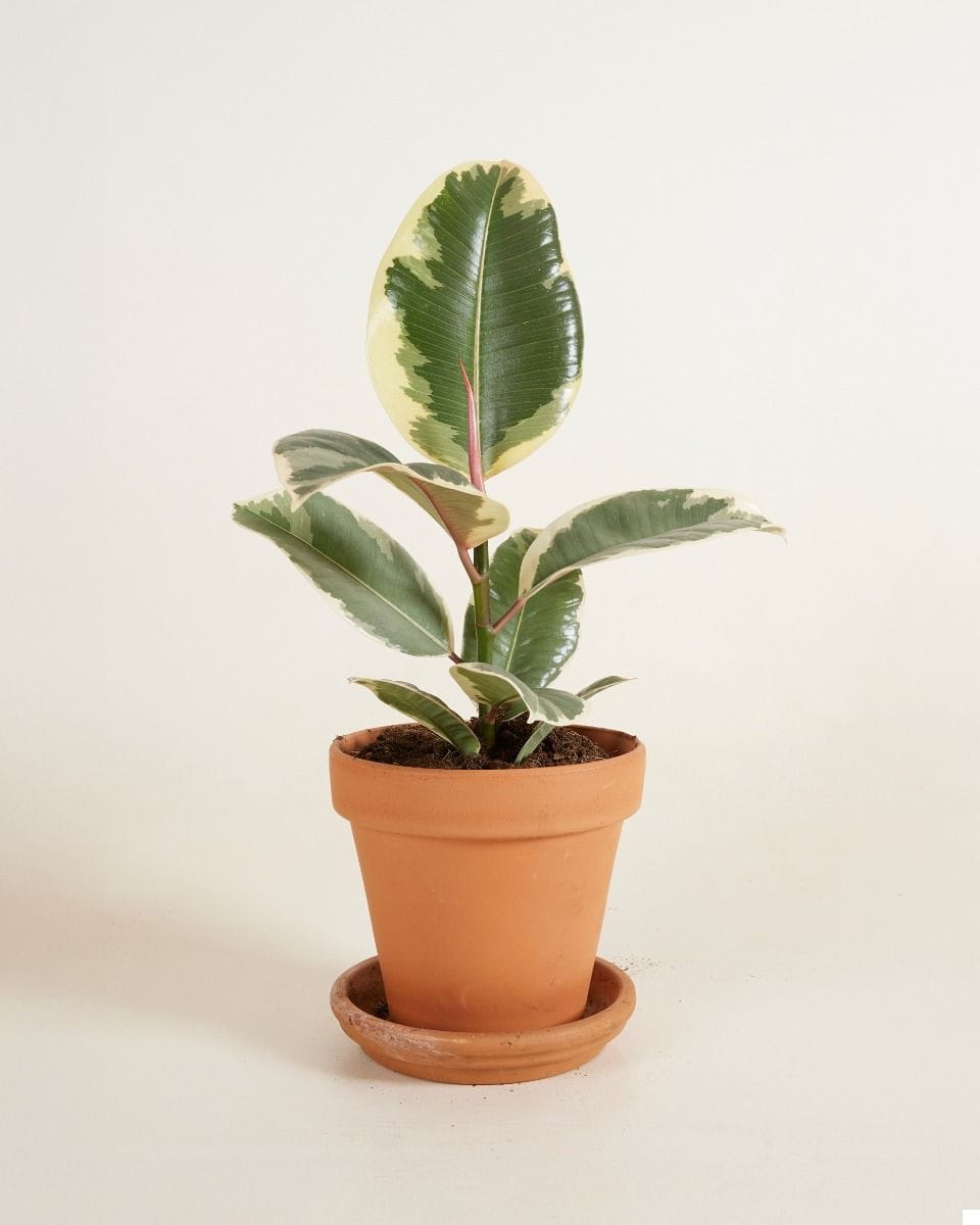 Ficus Rubber tree plant Tineke