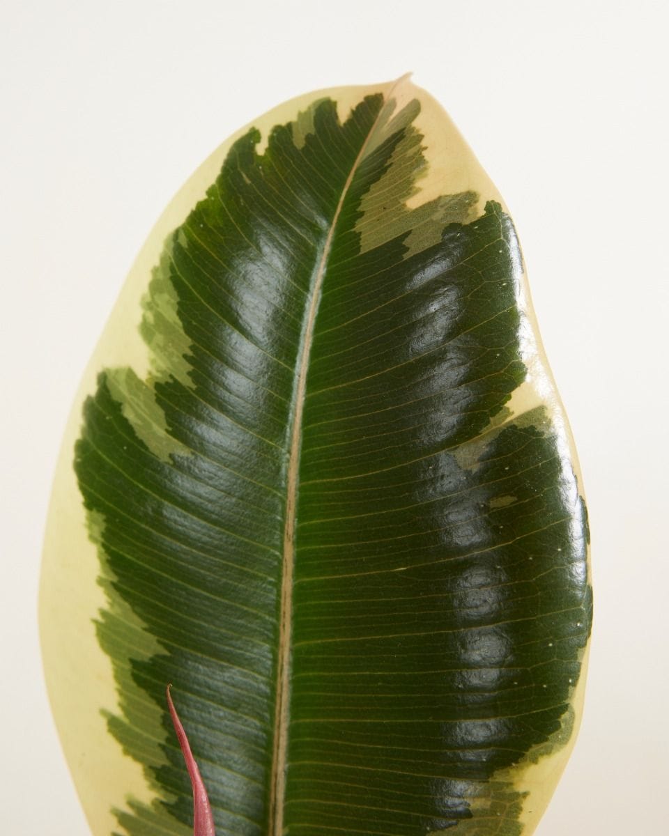 Ficus Rubber tree plant Tineke
